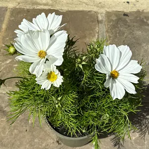 Cosmos bipinnatus 'Apollo White' (Pot Size 2L) - image 1