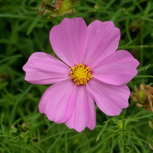 Cosmos bipinnatus ‘Casanova Pink’ (Pot Size 1L) Cosmos Pink - image 1