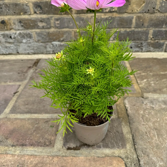 Cosmos bipinnatus ‘Casanova Pink’ (Pot Size 1L) Cosmos Pink - image 3