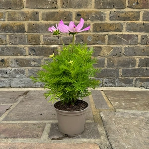 Cosmos bipinnatus ‘Casanova Pink’ (Pot Size 1L) Cosmos Pink - image 2