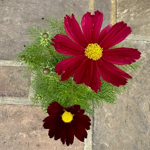 Cosmos bipinnatus ‘Casanova Red’ (Pot Size 1L) Cosmos Pink - image 1