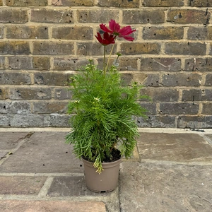 Cosmos bipinnatus ‘Casanova Red’ (Pot Size 1L) Cosmos Pink - image 3