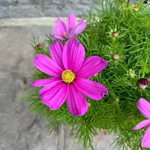 Cosmos bipinnatus 'Casanova Violet' (Pot Size 5L) Cosmos - image 1