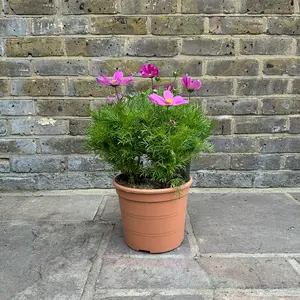 Cosmos bipinnatus 'Casanova Violet' (Pot Size 5L) Cosmos - image 2