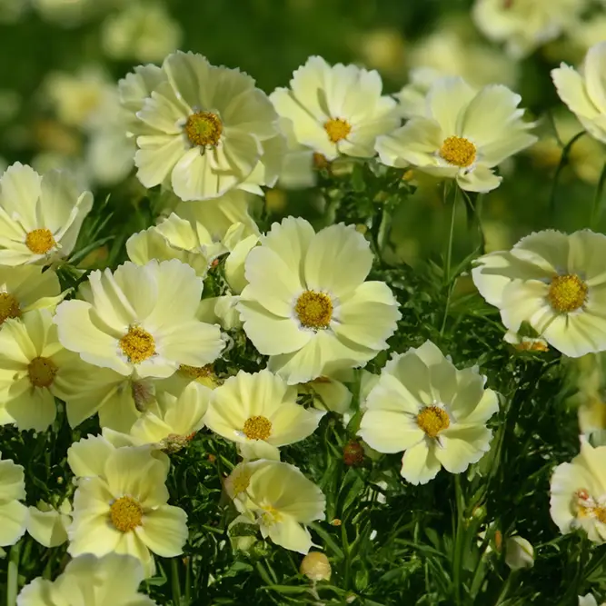 Cosmos bipinnatus 'Xanthos' (Pot Size 1L) Cosmos - image 2