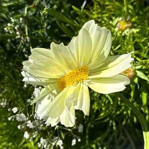 Cosmos bipinnatus 'Xanthos' (Pot Size 1L) Cosmos - image 1