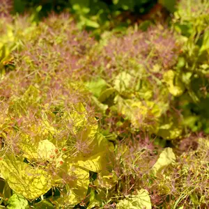 Cotinus coggygria 'Golden Spirit' (3L) Smoke Tree - image 2