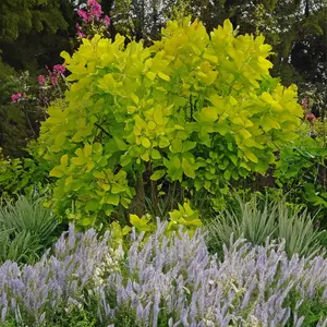 Cotinus coggygria 'Golden Spirit' (3L) Smoke Tree - image 1