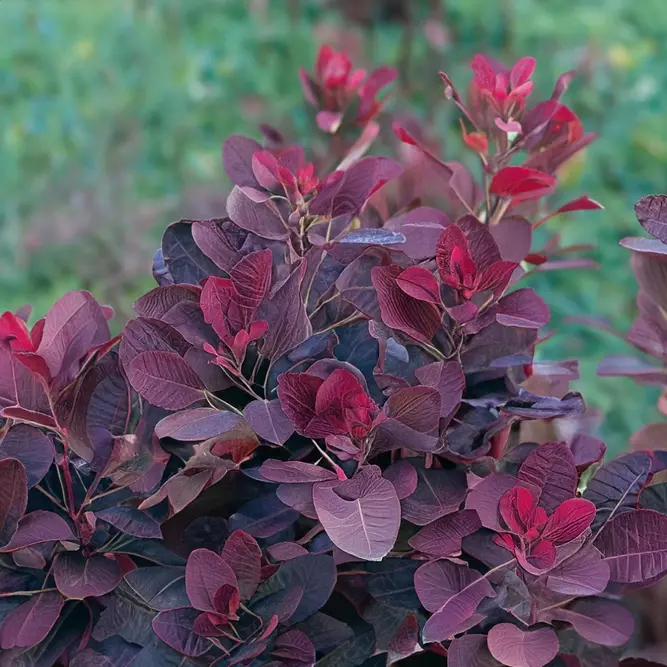 Cotinus coggygria 'Lilla' (3L) Compact Purple Smoke Bush