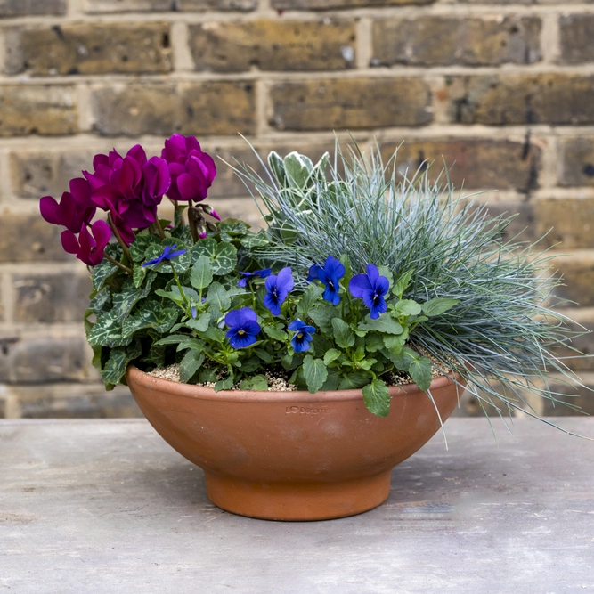 Cotswold Bowl - Purple Cyclamen, Blue Violas, Euonymus & Festuca Planter