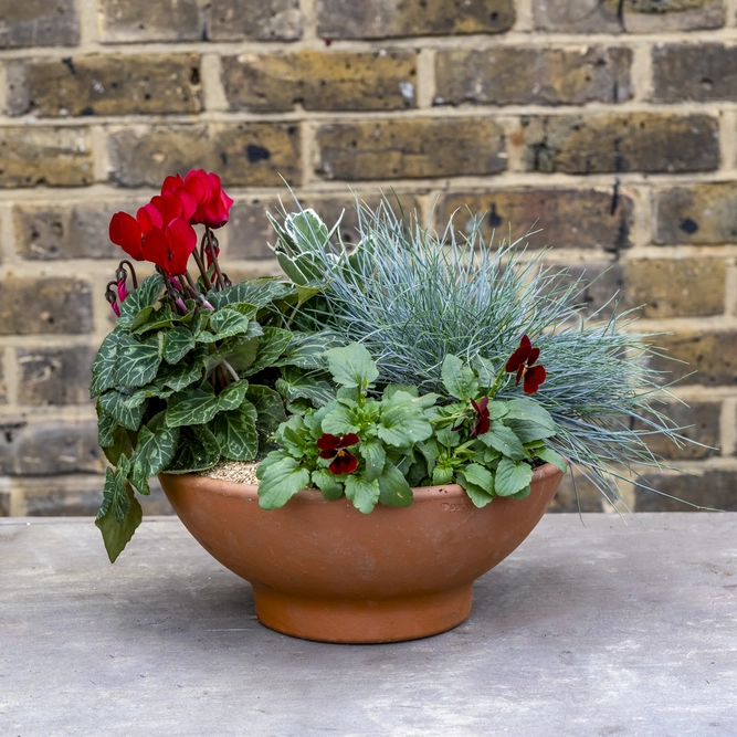 Cotswold Bowl - Red Cyclamen, Red Violas, Euonymus & Festuca Planter