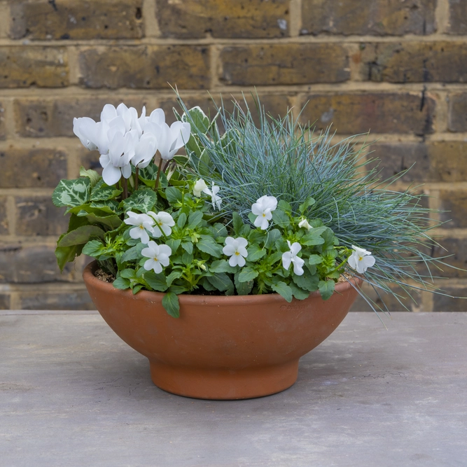 Cotswold Bowl - White Cyclamen, Violas, Euonymus & Festuca Planter