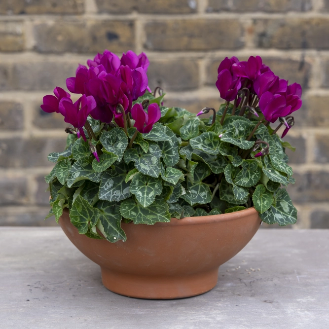 Cottage Grove Bowl - Purple Cyclamen Terracotta Low Bowl