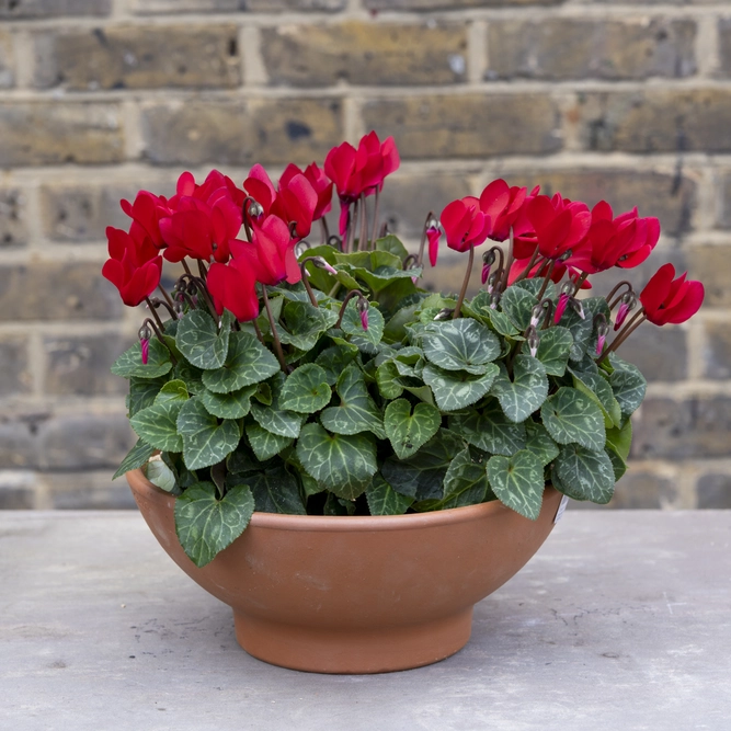 Cottage Grove Bowl - Red Cyclamen Terracotta Low Bowl