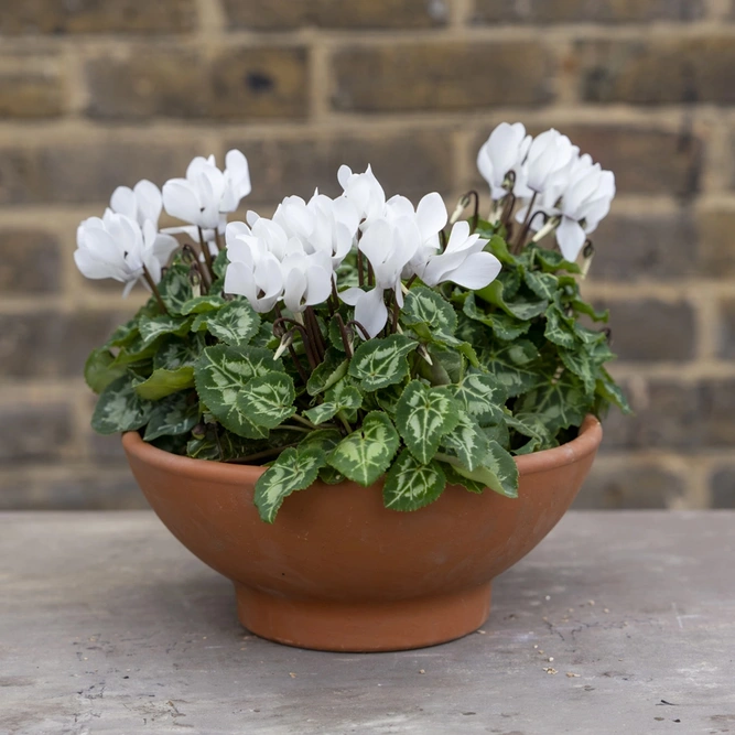 Cottage Grove Bowl - White Cyclamen Terracotta Low Bowl