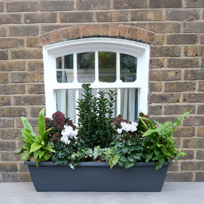 Covent Garden Evergreen Planter - image 1