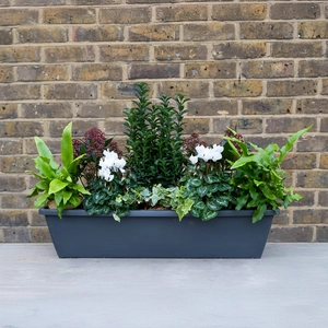 Covent Garden Evergreen Planter - image 2