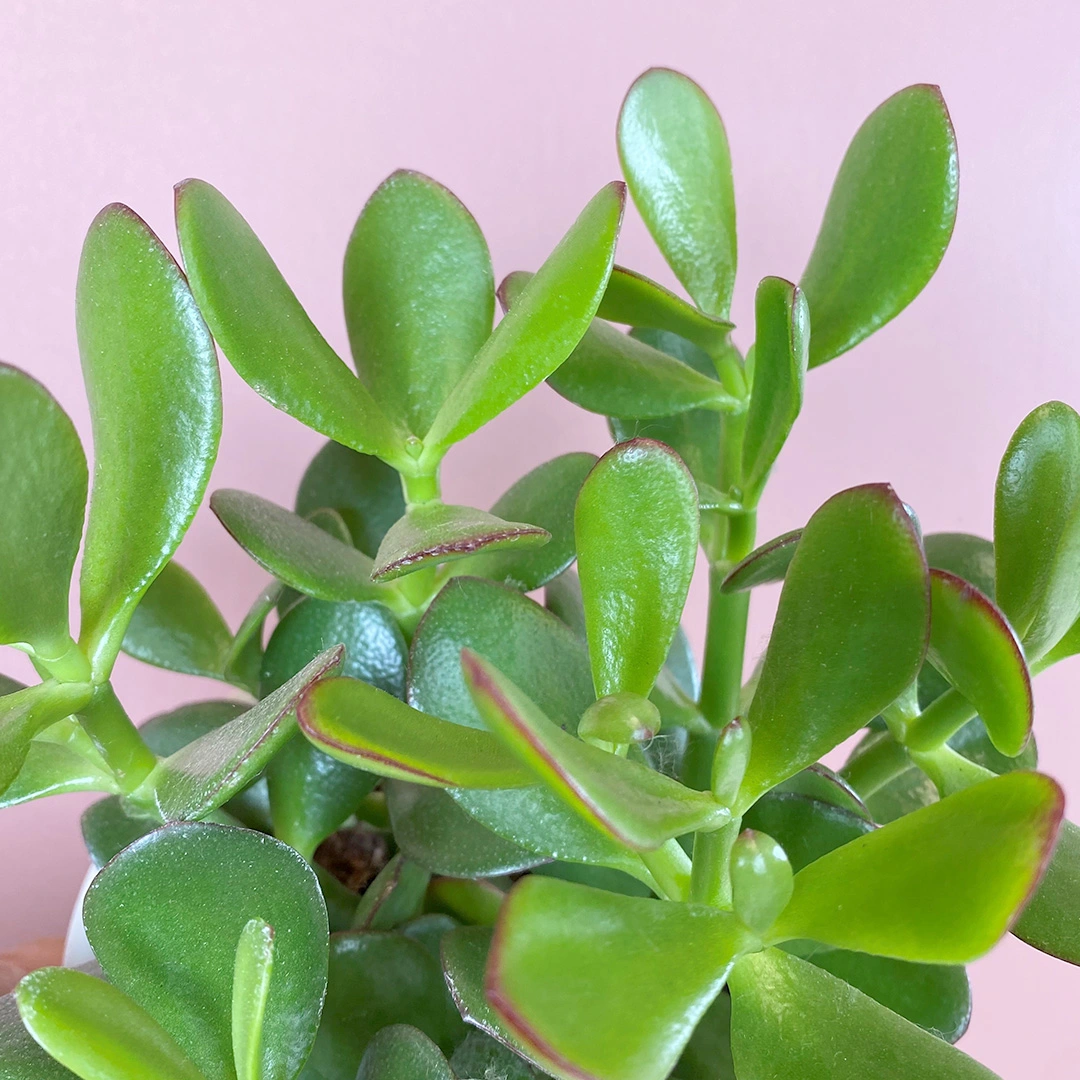 Crassula ovata (Pot Size 12cm) Jade/ Money plant - The Boma Garden Centre