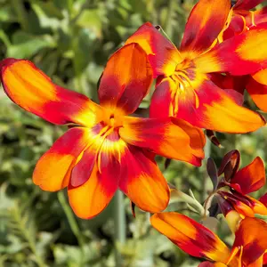 Crocosmia ‘Bright Eyes’ (Pot Size 3L) Miss Scarlet Montbretia - image 1