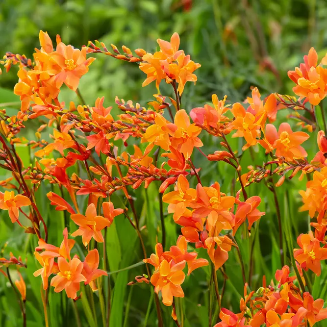 Crocosmia ‘Bright Eyes’ (Pot Size 3L) Miss Scarlet Montbretia - image 2