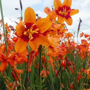 Crocosmia ‘Emily McKenzie’ (Pot Size 1L) Emily McKenzie Montbretia - image 1