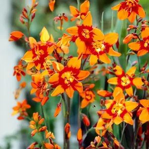 Crocosmia ‘Emily McKenzie’ (Pot Size 1L) Emily McKenzie Montbretia - image 2