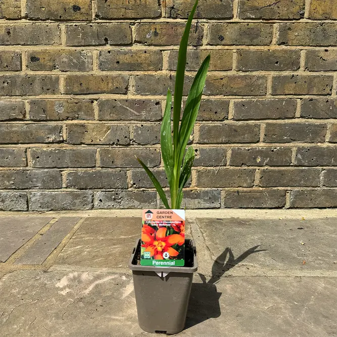 Crocosmia ‘Emily McKenzie’ (Pot Size 1L) Emily McKenzie Montbretia - image 3