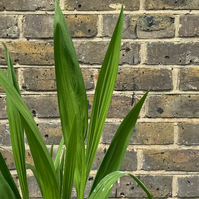 Crocosmia ‘Emily McKenzie’ (Pot Size 1L) Emily McKenzie Montbretia - image 4