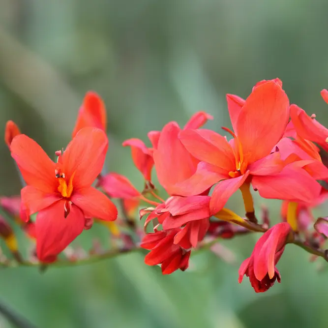 Crocosmia ‘Lucifer’ (Pot Size 1L) Lucifer Montbretia - image 1