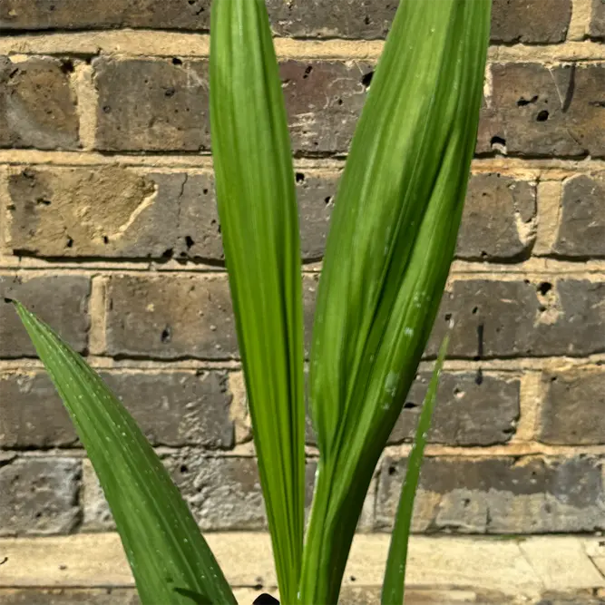 Crocosmia ‘Lucifer’ (Pot Size 1L) Lucifer Montbretia - image 4