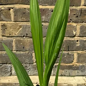 Crocosmia ‘Lucifer’ (Pot Size 1L) Lucifer Montbretia - image 4