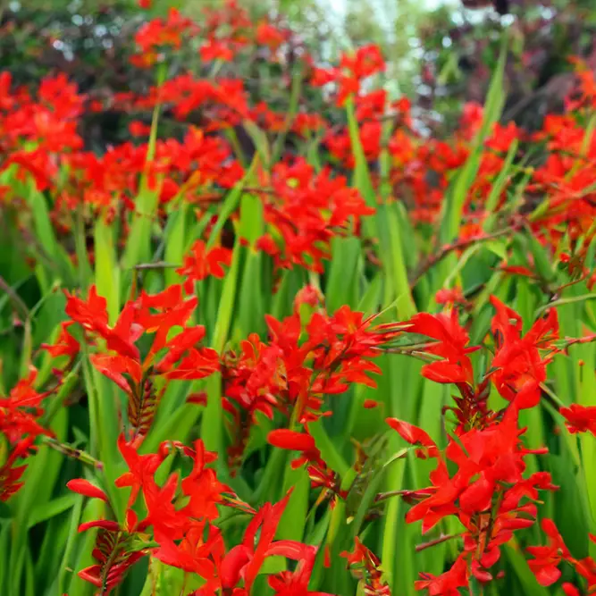 Crocosmia ‘Lucifer’ (Pot Size 1L) Lucifer Montbretia - image 2