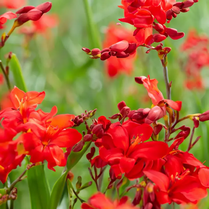 Crocosmia ‘Miss Scarlet’ (Pot Size 3L) Miss Scarlet Montbretia - image 2