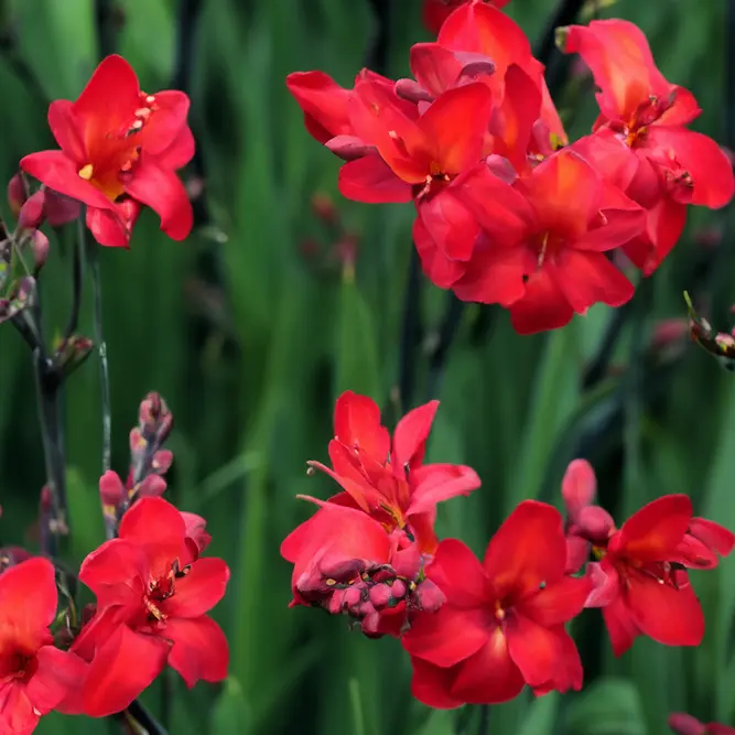 Crocosmia ‘Miss Scarlet’ (Pot Size 3L) Miss Scarlet Montbretia - image 1