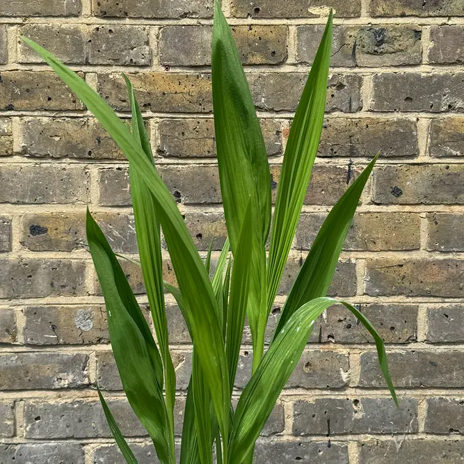 Crocosmia ‘Miss Scarlet’ (Pot Size 3L) Miss Scarlet Montbretia - image 4