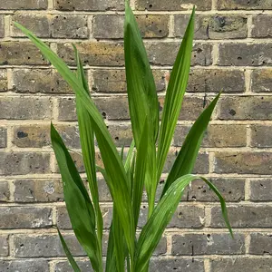 Crocosmia ‘Miss Scarlet’ (Pot Size 3L) Miss Scarlet Montbretia - image 4