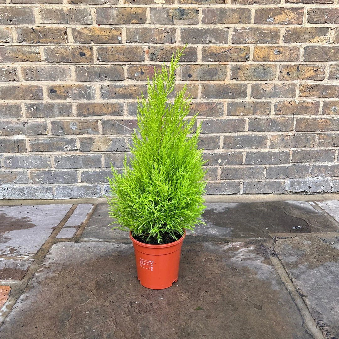 Cupressus 'Goldcrest Wilma' (Pot Size 17cm) Lemon Cypress - The Boma ...