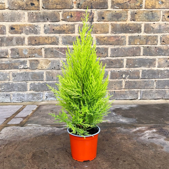 Cupressus 'Goldcrest Wilma' (Pot Size 10.5cm) Lemon Cypress - image 3