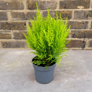 Cupressus 'Goldcrest Wilma' (Pot Size 10.5cm) Lemon Cypress - image 1