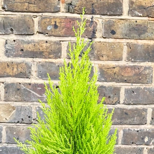 Cupressus 'Goldcrest Wilma' (Pot Size 10.5cm) Lemon Cypress - image 4