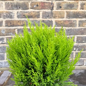 Cupressus 'Wilma Ball' (Pot Diameter 17cm) - image 2