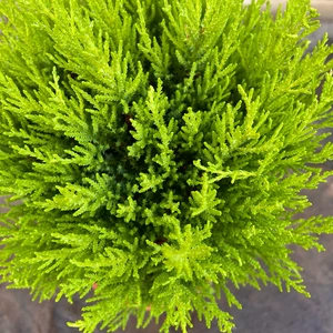 Cupressus 'Wilma Ball' (Pot Diameter 17cm) - image 3