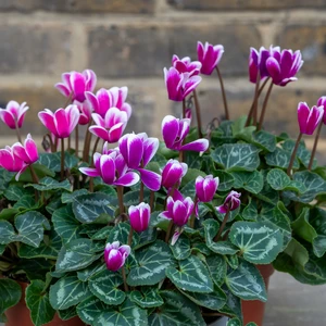 Cyclamen Compact 'Fountasia' (Pot Size 10.5cm) - Persian Cyclamen - image 1