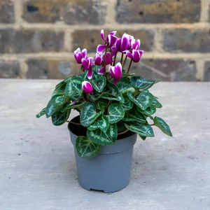 Cyclamen Compact 'Fountasia' (Pot Size 10.5cm) - Persian Cyclamen - image 2