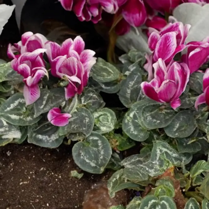 Cyclamen Compact 'Fountasia' (Pot Size 10.5cm) - Persian Cyclamen