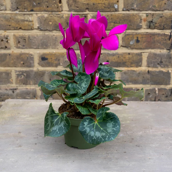 Cyclamen persicum 'Rainier F1 Purple' (Pot Size 13cm) - image 1