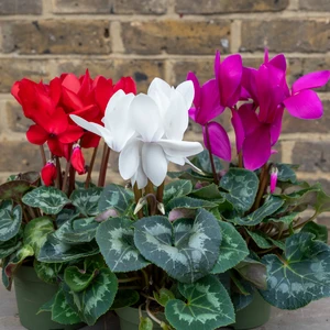 Cyclamen persicum 'Rainier F1 Scarlet' (Pot Size 13cm) - image 2