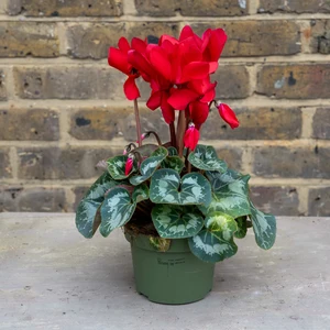 Cyclamen persicum 'Rainier F1 Scarlet' (Pot Size 13cm) - image 1