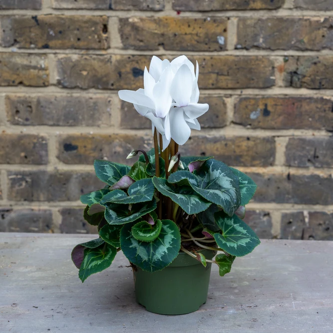 Cyclamen persicum 'Rainier F1 White' (Pot Size 13cm) - image 1