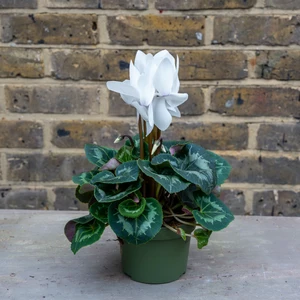 Cyclamen persicum 'Rainier F1 White' (Pot Size 13cm) - image 1